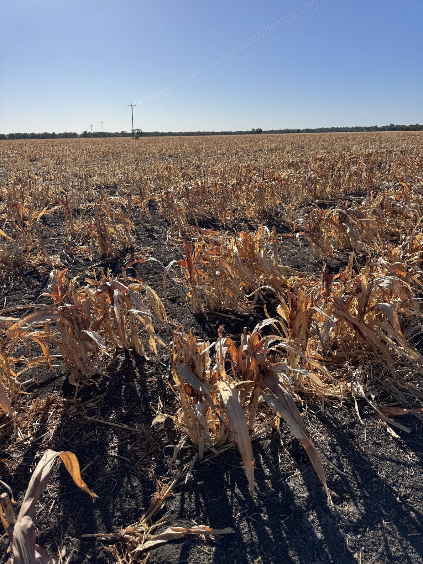 Black cracking clay at surface — Moree solar farm site