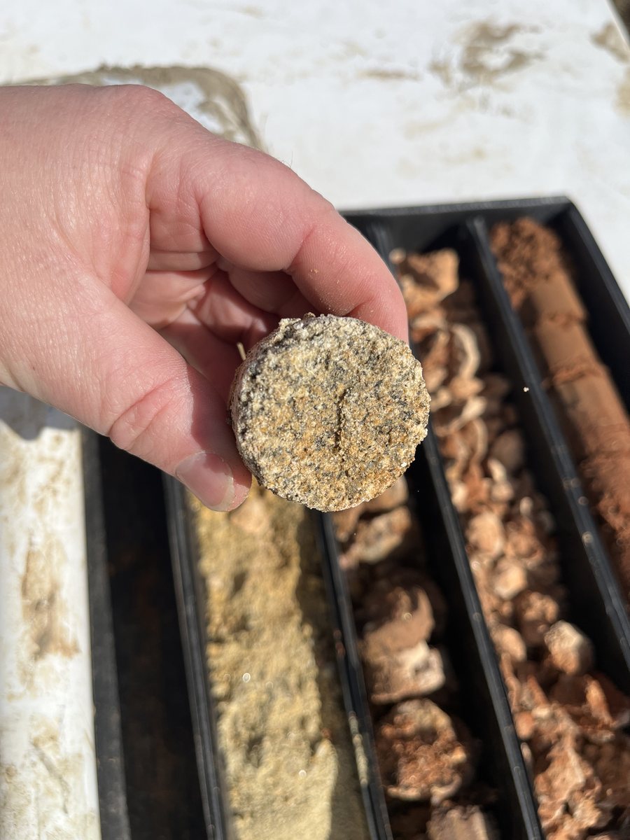 Close-up of calcrete core sample from Ngankipari Sand horizon — coastal cliff investigation